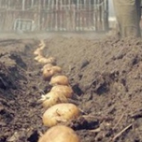 Выращиваем картофель правильно